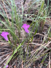 Agalinis purpurea