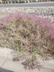 Dalea frutescens