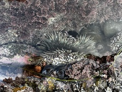 Anthopleura
