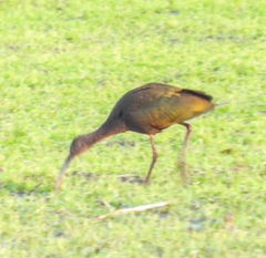 Plegadis chihi