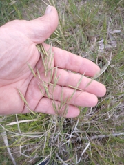 Bromus auleticus