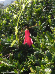 Lapageria rosea
