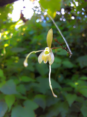Epidendrum longipetalum