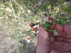 Philibertia gilliesii