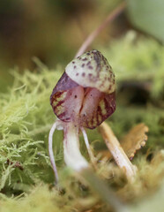 Corybas sulcatus