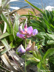 Lathyrus magellanicus