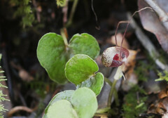 Corybas sulcatus