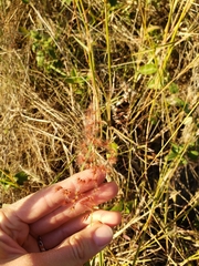 Melinis repens