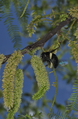 Xylocopa atamisquensis