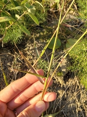 Melinis repens