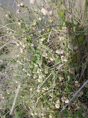 Philibertia gilliesii
