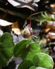 Corybas sulcatus