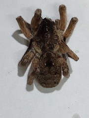 Pavocosa