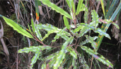 Quintinia serrata