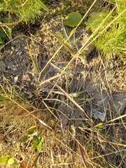 Melinis repens