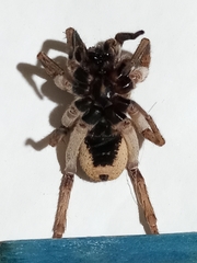 Pavocosa