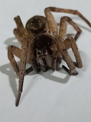 Pavocosa
