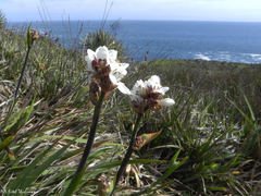 Libertia chilensis
