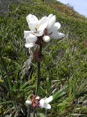 Libertia chilensis