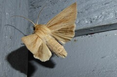 Ichneutica semivittata