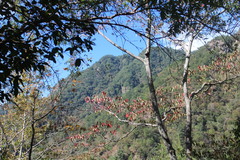 Triadica cochinchinensis