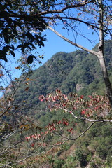 Triadica cochinchinensis