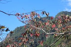 Triadica cochinchinensis