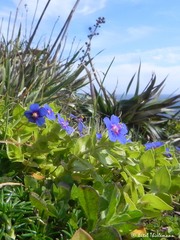 Lysimachia arvensis caerulea
