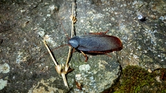 Nyctibora