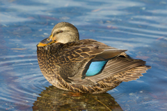 Anas rubripes × platyrhynchos