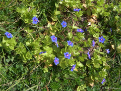Lysimachia arvensis caerulea