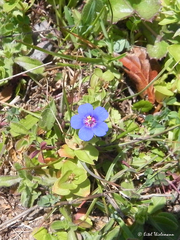Lysimachia arvensis caerulea