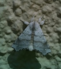 Olceclostera seraphica