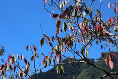 Triadica cochinchinensis