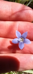 Wahlenbergia violacea