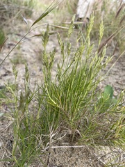 Distichlis distichophylla