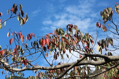 Triadica cochinchinensis