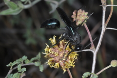 Stangeella cyaniventris