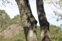 Triadica cochinchinensis