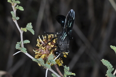 Stangeella cyaniventris