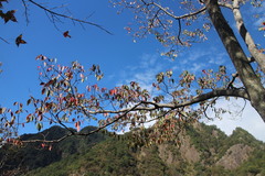 Triadica cochinchinensis