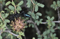 Stangeella cyaniventris