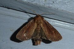 Ichneutica infensa