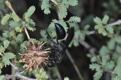 Stangeella cyaniventris