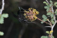 Stangeella cyaniventris