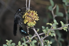 Stangeella cyaniventris