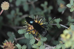 Stangeella cyaniventris