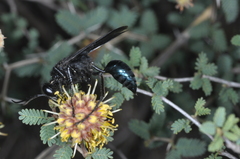 Stangeella cyaniventris
