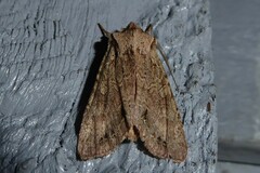 Ichneutica averilla