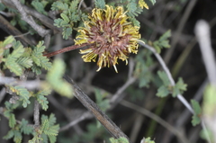 Prosopis reptans